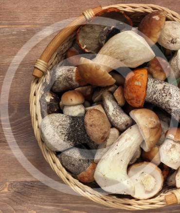 Selecting & Storing Fresh Mushrooms