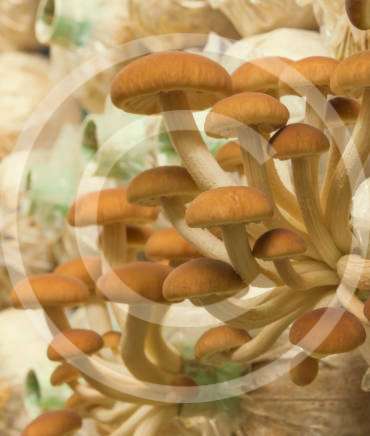 Why Mushrooms Should be Included in Your Menu