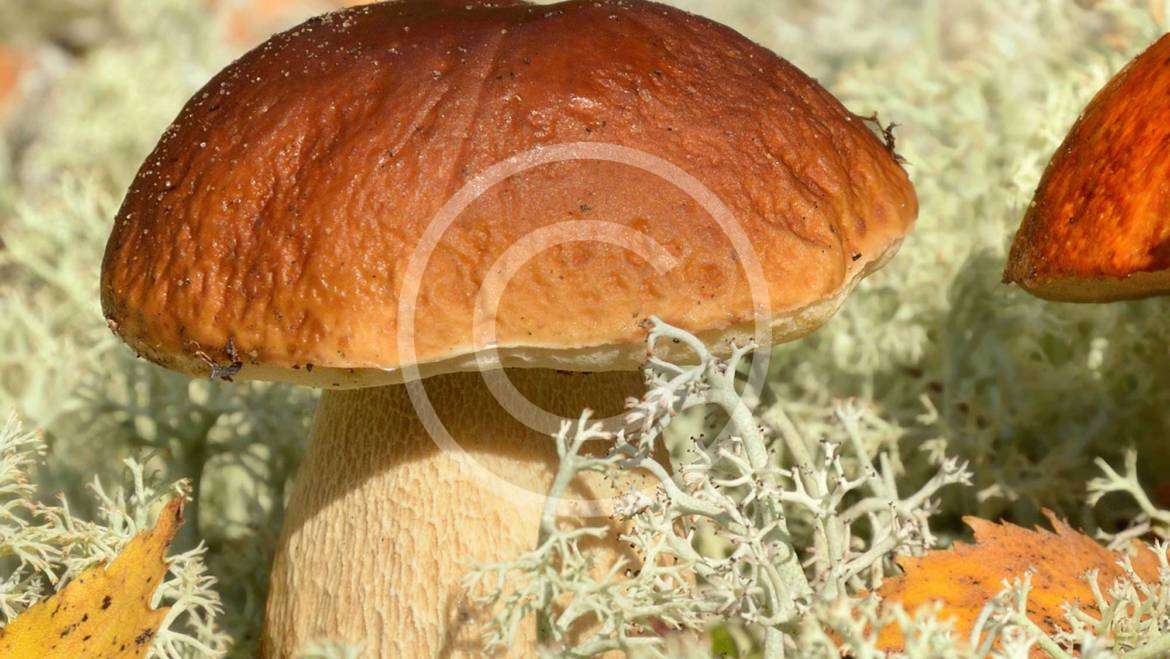 Pros and Cons of Mushroom Farming